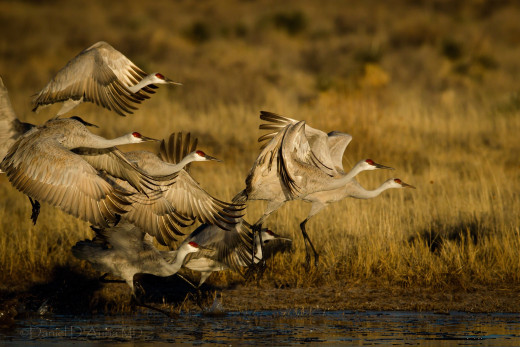 679245 (a): :2048x1365